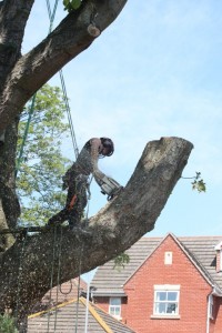 Diseased horse chestnut - sectional dismantle (Small)